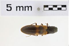 Foto (Dorsalansicht) von Gambrinus pictus (NHMW-ZOO-COL-0008587)